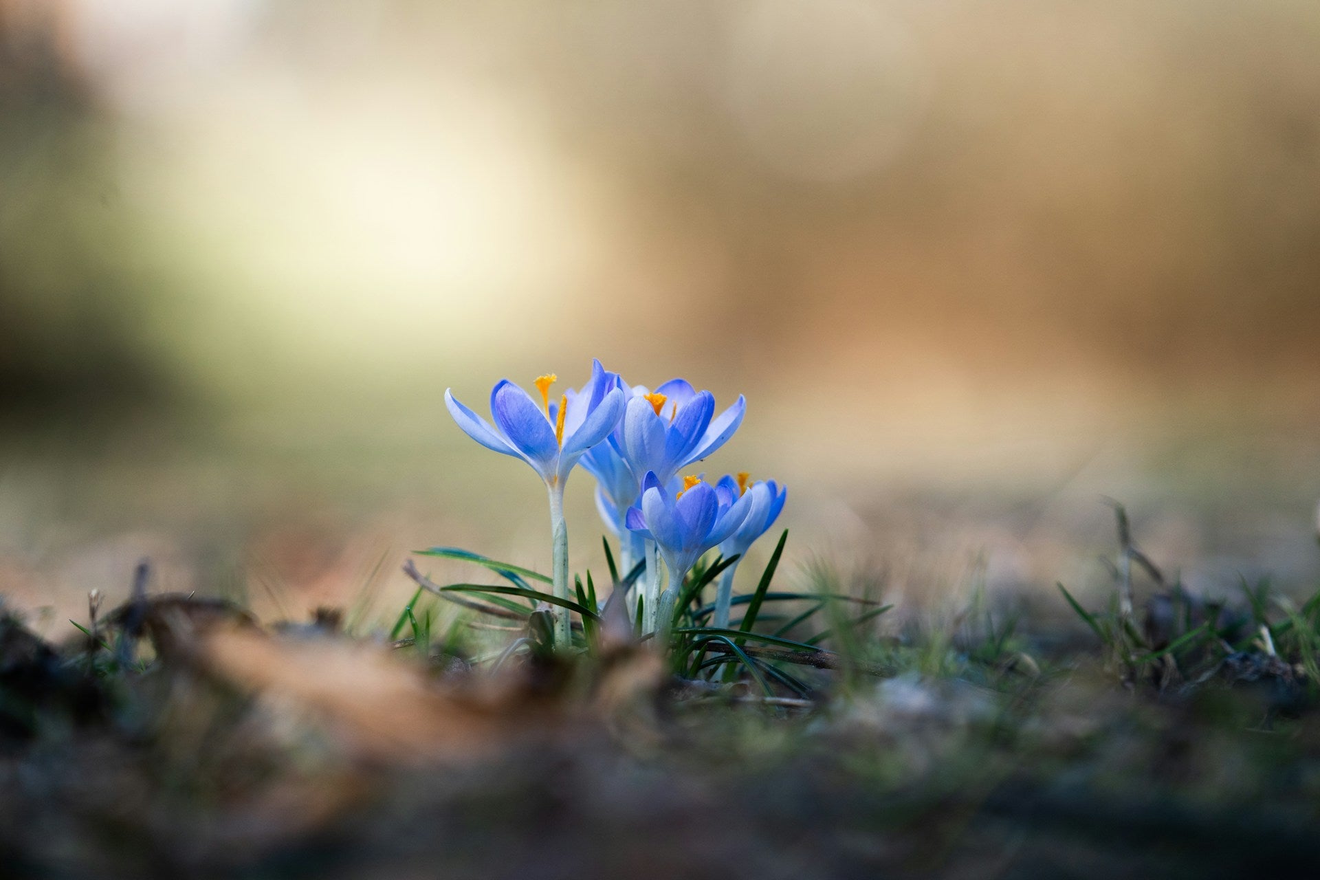WILD BECOMING